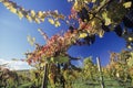 Grapes on vines in vineyard Yarra Valley Victoria Australia Royalty Free Stock Photo