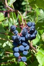 Grapes in a vineyard Royalty Free Stock Photo