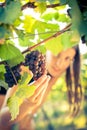 Grapes in a vineyard being checked by a female vintner