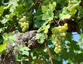 Grapes in vineyard