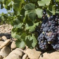 Grapes, vineyard in France