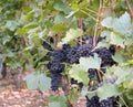 Grapes in a Vineyard in France