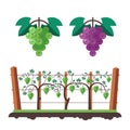 Grapes and vineyard illustration