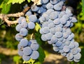 Grapes in a vineyard in Italy Royalty Free Stock Photo