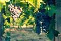 Grapes in Vineyard, Napa Valley in Northern California, USA Royalty Free Stock Photo