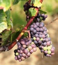 Grapes in Vineyard at Niagara-on-the-Lake, Canada Royalty Free Stock Photo