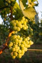 Grapes at vineyard in Pfalz, Germany