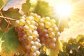 Grapes in vineyard in rays of sunset. Generative AI