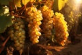 Grapes in vineyard in rays of sunset. Generative AI