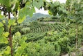 Grapes in a vineyard in autumn with ripe fresh grapes green leaves in arta greece