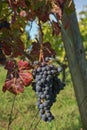 Grapes in the vineyard in the south of France in the Provence