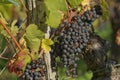 Grapes in the vineyard in the south of France in the Provence