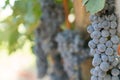 Grapes in Vineyard in Summer Time Bozcaada Canakkale Turkey 2017 Royalty Free Stock Photo