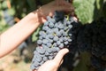 Grapes in Vineyard in Summer Time Bozcaada Canakkale Turkey 2017 Royalty Free Stock Photo