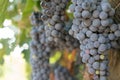 Grapes in Vineyard in Summer Time Bozcaada Canakkale Turkey 2017 Royalty Free Stock Photo