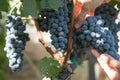 Grapes in Vineyard in Summer Time Bozcaada Canakkale Turkey 2017 Royalty Free Stock Photo