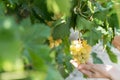 Grapes in Vineyard in Summer Time Bozcaada Canakkale Turkey 2017 Royalty Free Stock Photo