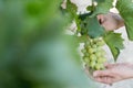 Grapes in Vineyard in Summer Time Bozcaada Canakkale Turkey 2017 Royalty Free Stock Photo