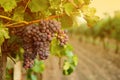 Grapes in vineyard sunset Royalty Free Stock Photo