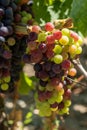 Vineyard of Margaux, in the Medoc area, near Bordeaux in France