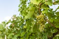 Grapes on Vineyards under Palava. Czech Republic Royalty Free Stock Photo