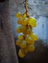 grapes vintage