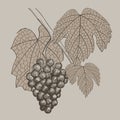 Grapes. Vintage hand drawn illustration