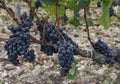 Grapes vinyard Chateau Leoville Poyferre Royalty Free Stock Photo