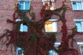 Grapes on the wall of the house. Autumn landscape of grapes with red leaves around the Windows