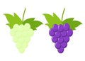 Grapes on white background. Bunch of grapes. Vector illustration. EPS 10