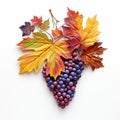 Colorful Grape Harvest Season Leaf With Autumn Symbolism