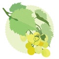 Grapes white, grape leaves, vines