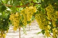 Grapes of white vine in a vineyard