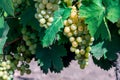 Grapes white wine on tree with branch and green background Royalty Free Stock Photo