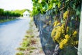 Grapes For White Wine On The Vine