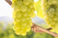 Grapes of white wine in a vineyard Royalty Free Stock Photo