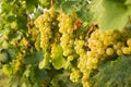 Grapes of white wine in a vineyard Royalty Free Stock Photo