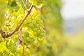 Grapes of white wine in a vineyard Royalty Free Stock Photo