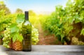 Grapes and wine in front of landscape of vineyard