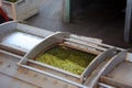 Grapes in Wine Press