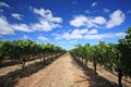 Grapes in wine yard Royalty Free Stock Photo