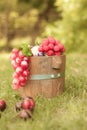 Grapes on wooden barrel