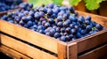 Grapes in a wooden box. Selective focus. Nature