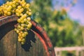 Grapes on the wooden wine barrel in the vineyard