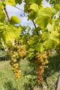 Grapes yellow muscat in Tokaj region, Unesco site, Hungary