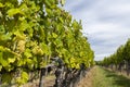 Grapes yellow muscat in Tokaj region, Unesco site, Hungary