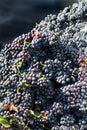 Vendemmia - grape harvest in a vineyard