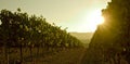 Grapesvine at sunset Royalty Free Stock Photo