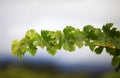 Grapevine Royalty Free Stock Photo