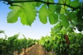 Grapevine Royalty Free Stock Photo